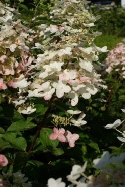 Pluimhortensia (Hydrangea Paniculata 'Unique') -Green Roots Exporteren Winkel 20120225112900 5