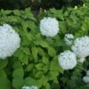 Hortensia (Hydrangea Arborescens 'Grandiflora')