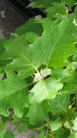 Eikenbladhortensia (Hydrangea Quercifolia) -Green Roots Exporteren Winkel 20120225121709 6
