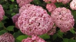 Hortensia (Hydrangea 'Pink Annabelle') -Green Roots Exporteren Winkel 20120225121833 1 1