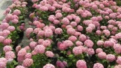 Hortensia (Hydrangea 'Pink Annabelle') -Green Roots Exporteren Winkel 20120225121900 1 1