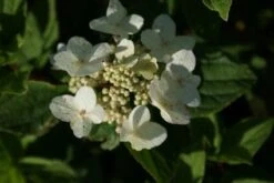 Pluimhortensia (Hydrangea Paniculata 'Dart's Little Dot') -Green Roots Exporteren Winkel 20120225125718 4