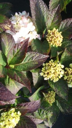 Hortensia (Hydrangea 'Preziosa') -Green Roots Exporteren Winkel 20120225171730 2