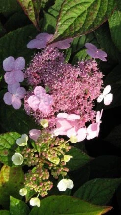 Hortensia (Hydrangea Macrophylla 'Mariesii Perfecta') -Green Roots Exporteren Winkel 20120225172242 2 1
