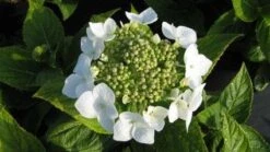 Hortensia (Hydrangea Macrophylla 'Lanarth White') -Green Roots Exporteren Winkel 20120225172724 4 1