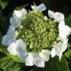 Hortensia (Hydrangea Macrophylla 'Teller White')