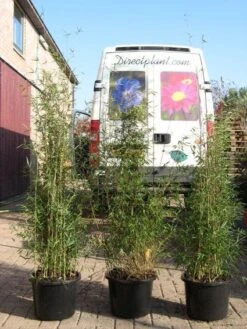 Niet Woekerende Bamboe (Fargesia 'Jiuzhaigou') -Green Roots Exporteren Winkel 20120226104653 4 1