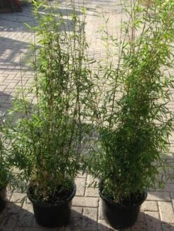 Niet Woekerende Bamboe (Fargesia 'Jiuzhaigou') -Green Roots Exporteren Winkel 20120226104717 4 1