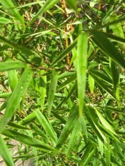 Niet Woekerende Bamboe (Fargesia 'Jiuzhaigou') 20 Niet Woekerende Bamboe (Fargesia 'Jiuzhaigou') -Green Roots Exporteren Winkel 20120226104740 4