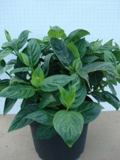 Hortensia (Hydrangea Macrophylla 'Lanarth White') -Green Roots Exporteren Winkel 20120305134546 4 1