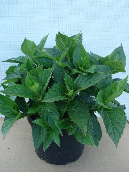 Hortensia (Hydrangea Macrophylla 'Mariesii Perfecta') 1 Hortensia (Hydrangea Macrophylla 'Mariesii Perfecta')