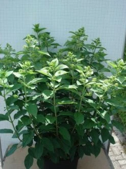 Pluimhortensia (Hydrangea Paniculata 'Unique') -Green Roots Exporteren Winkel 20120305135303 5