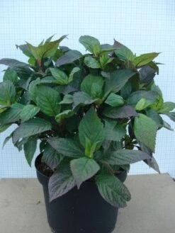 Hortensia (Hydrangea 'Preziosa') -Green Roots Exporteren Winkel 20120305135330 2