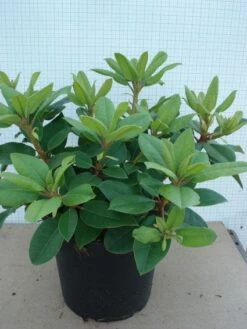 Rhododendron (Rhododendron Catawbiense 'Boursault') -Green Roots Exporteren Winkel 20120305135536 2 2