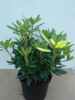 Rhododendron (Rhododendron Catawbiense 'Grandiflorum') -Green Roots Exporteren Winkel 20120305135657 13