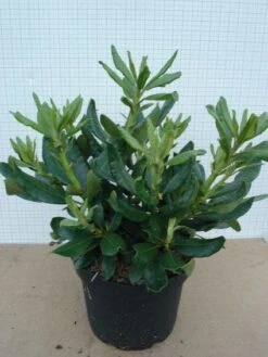 Rhododendron (Rhododendron 'Nova Zembla') -Green Roots Exporteren Winkel 20120305140253 7 1