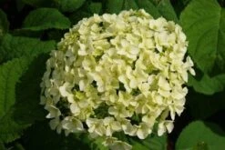 Hortensia (Hydrangea 'Strong Annabelle') -Green Roots Exporteren Winkel 20120716105647 1 2