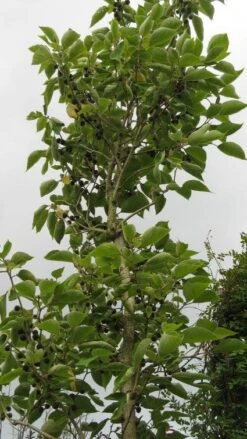 Papiermoerbei (Broussonetia Papyrifera) -Green Roots Exporteren Winkel 20120821143622 5