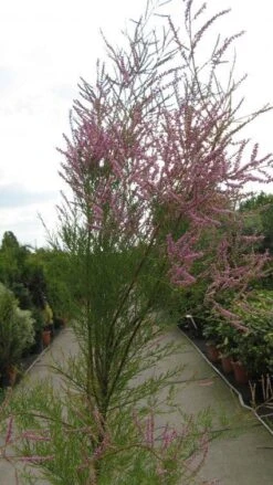 Tamarisk (Tamarix Ramosissima) -Green Roots Exporteren Winkel 20120821144844 3