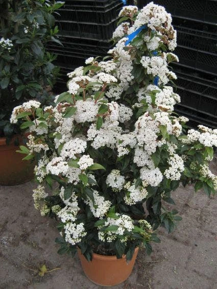 Groenblijvende Sneeuwbal (Viburnum Tinus 'Eve Price') 3 Groenblijvende Sneeuwbal (Viburnum Tinus 'Eve Price') - Afbeelding 3