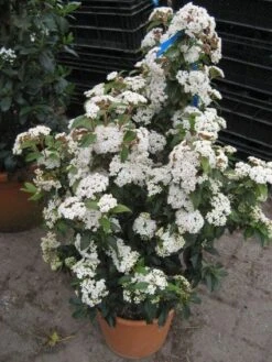 Groenblijvende Sneeuwbal (Viburnum Tinus 'Eve Price') -Green Roots Exporteren Winkel 20120821145045 50 10 2