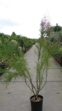 Tamarisk (Tamarix Ramosissima) -Green Roots Exporteren Winkel 20120821153712 3