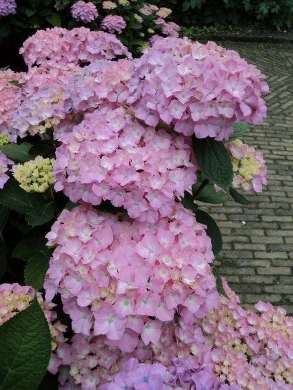 Hortensia (Hydrangea 'Endless Summer' Roze) 2 Hortensia (Hydrangea 'Endless Summer' Roze) - Afbeelding 2