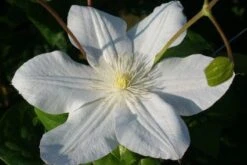 Bosrank (Clematis 'Madame Le Coultre') -Green Roots Exporteren Winkel 20120903131948 1