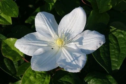 Bosrank (Clematis 'Madame Le Coultre') 2 Bosrank (Clematis 'Madame Le Coultre') - Afbeelding 2