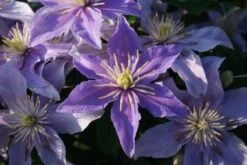Bosrank (Clematis 'Justa') -Green Roots Exporteren Winkel 20120919134614 1 1