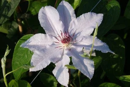 Bosrank (Clematis 'Snow Queen') 4 Bosrank (Clematis 'Snow Queen') - Afbeelding 4