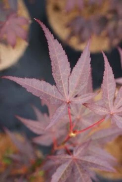 Japanse Esdoorn (Acer Palmatum 'Bloodgood') -Green Roots Exporteren Winkel 20121003154430 12 1