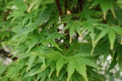 Japanse Esdoorn (Acer Palmatum 'Sangokaku') -Green Roots Exporteren Winkel 20121003155550 9 1