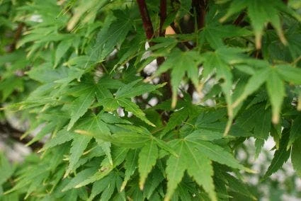 Japanse Esdoorn (Acer Palmatum 'Sangokaku') 8 Japanse Esdoorn (Acer Palmatum 'Sangokaku') - Afbeelding 8