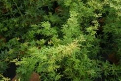 Japanse Esdoorn (Acer Palmatum 'Seiryu') -Green Roots Exporteren Winkel 20121003155629 6