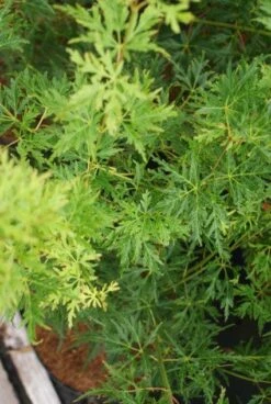 Japanse Esdoorn (Acer Palmatum 'Seiryu') -Green Roots Exporteren Winkel 20121003155652 6