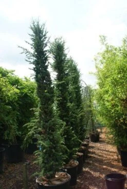 Zuilvormige Ceder (Cedrus Libani 'Fastigiata') 20 Zuilvormige Ceder (Cedrus Libani 'Fastigiata') -Green Roots Exporteren Winkel 20121003161759 10