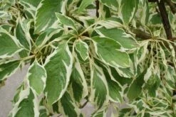 Reuzenkornoelje (Cornus Controversa 'Variegata') -Green Roots Exporteren Winkel 20121003162215 7