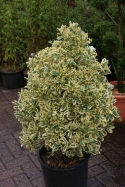 Kardinaalshoed Als Pyramide (Euonymus Japonicus 'Bravo') -Green Roots Exporteren Winkel 20121003163723 3