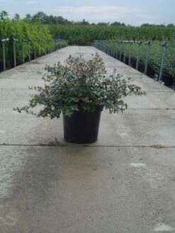 Abelia (Abelia Grandiflora) 12 Abelia (Abelia Grandiflora) -Green Roots Exporteren Winkel 20121012121134 9