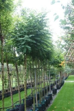 Bolacacia (Robinia Pseudoacacia 'Umbraculifera') 15 Bolacacia (Robinia Pseudoacacia 'Umbraculifera') -Green Roots Exporteren Winkel 20121016132039 24 1