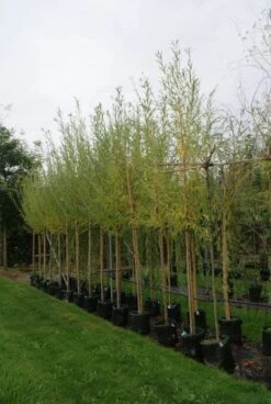 Knotwilg (Salix Alba) -Green Roots Exporteren Winkel 20121016132723 13 2