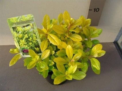Escallonia (Escallonia 'Gold Ellen') 3 Escallonia (Escallonia 'Gold Ellen') - Afbeelding 3