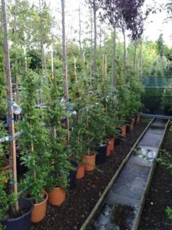 Vuurdoorn (Pyracantha 'Soleil D'Or') -Green Roots Exporteren Winkel 20121017141100 4 2