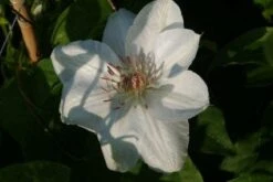 Bosrank (Clematis 'Mrs George Jackman') -Green Roots Exporteren Winkel 20121017155031 1 2