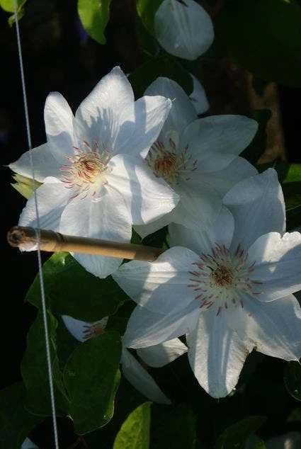 Bosrank (Clematis 'Mrs George Jackman') 2 Bosrank (Clematis 'Mrs George Jackman') - Afbeelding 2