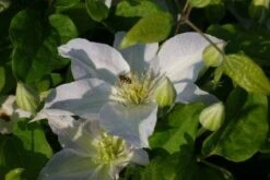Bosrank (Clematis 'Yukikomachi') -Green Roots Exporteren Winkel 20121017162704 1
