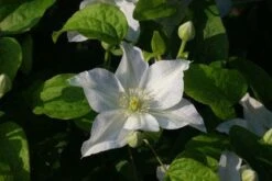 Bosrank (Clematis 'Yukikomachi') 9 Bosrank (Clematis 'Yukikomachi') -Green Roots Exporteren Winkel 20121017162743 1 1