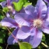 Bosrank (Clematis 'Etoile De Malicorne')
