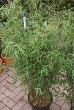 Niet Woekerende Bamboe (Fargesia 'Jiuzhaigou') -Green Roots Exporteren Winkel 20121113150728 4 1